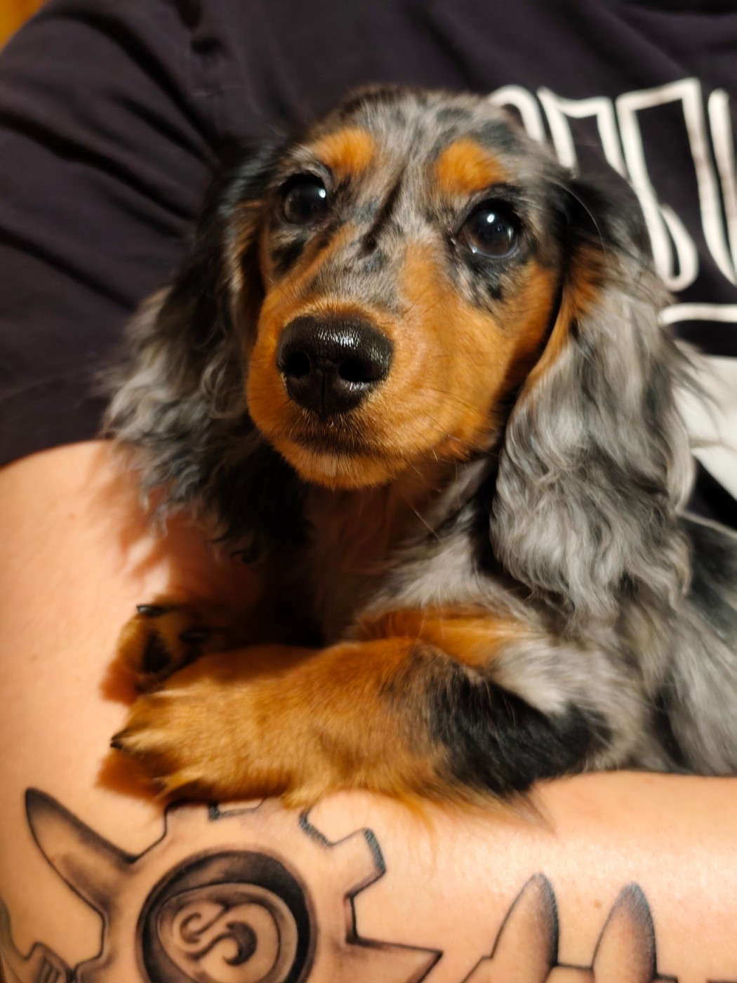 Anaé Du Palais De La Hardt