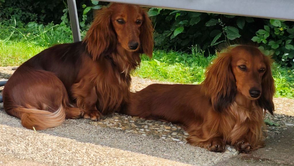 Chiots 1 an