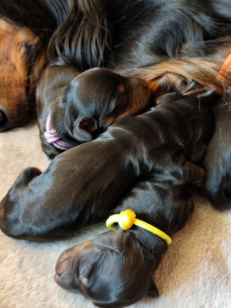 Chiots 