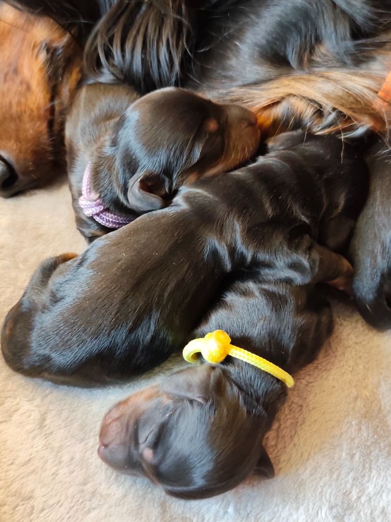 Chiot Teckel poil long Du Palais De La Hardt