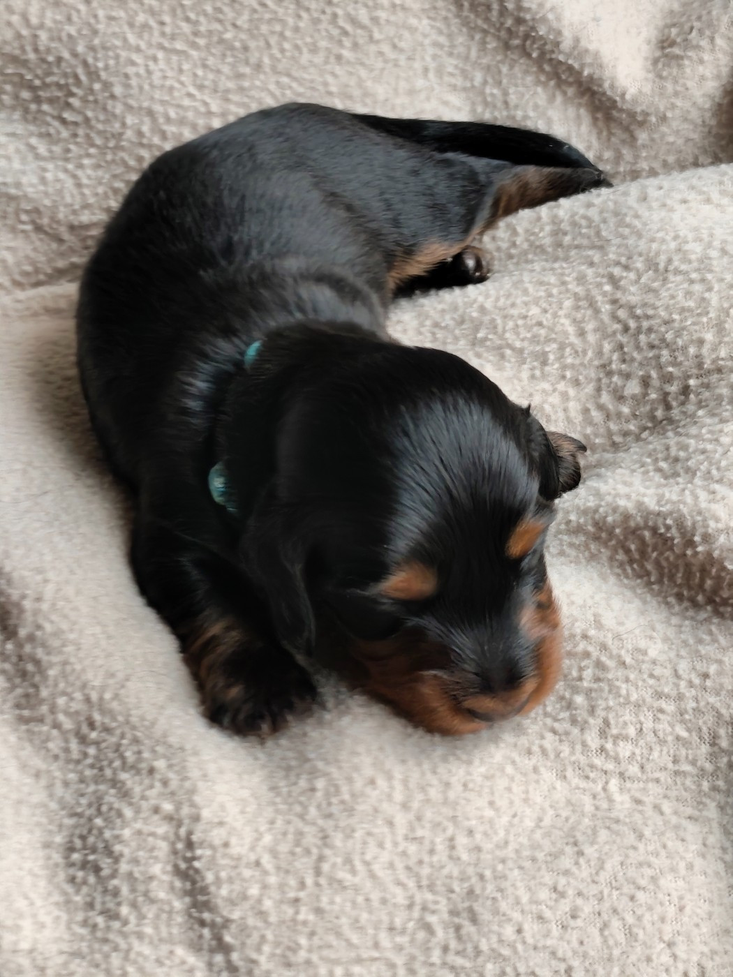 Du Palais De La Hardt - Chiots disponibles - Teckel poil long