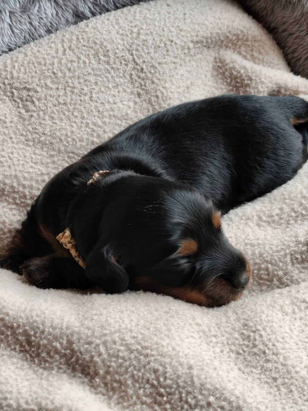 Du Palais De La Hardt - Chiots disponibles - Teckel poil long