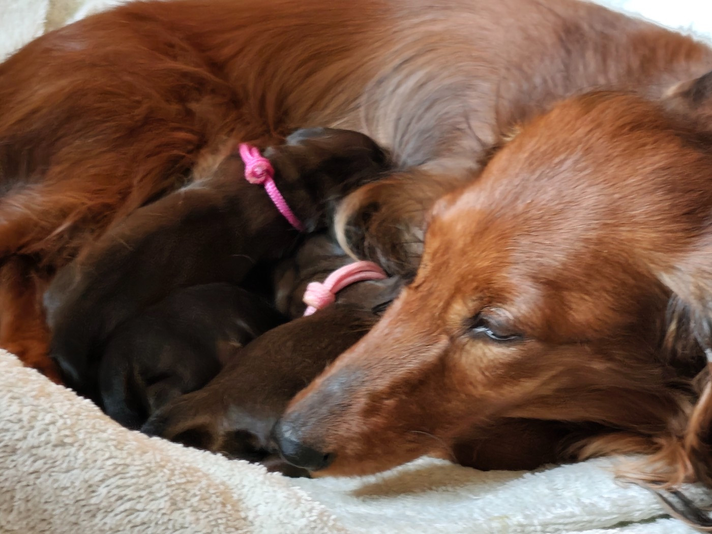 Chiot Teckel poil long Du Palais De La Hardt