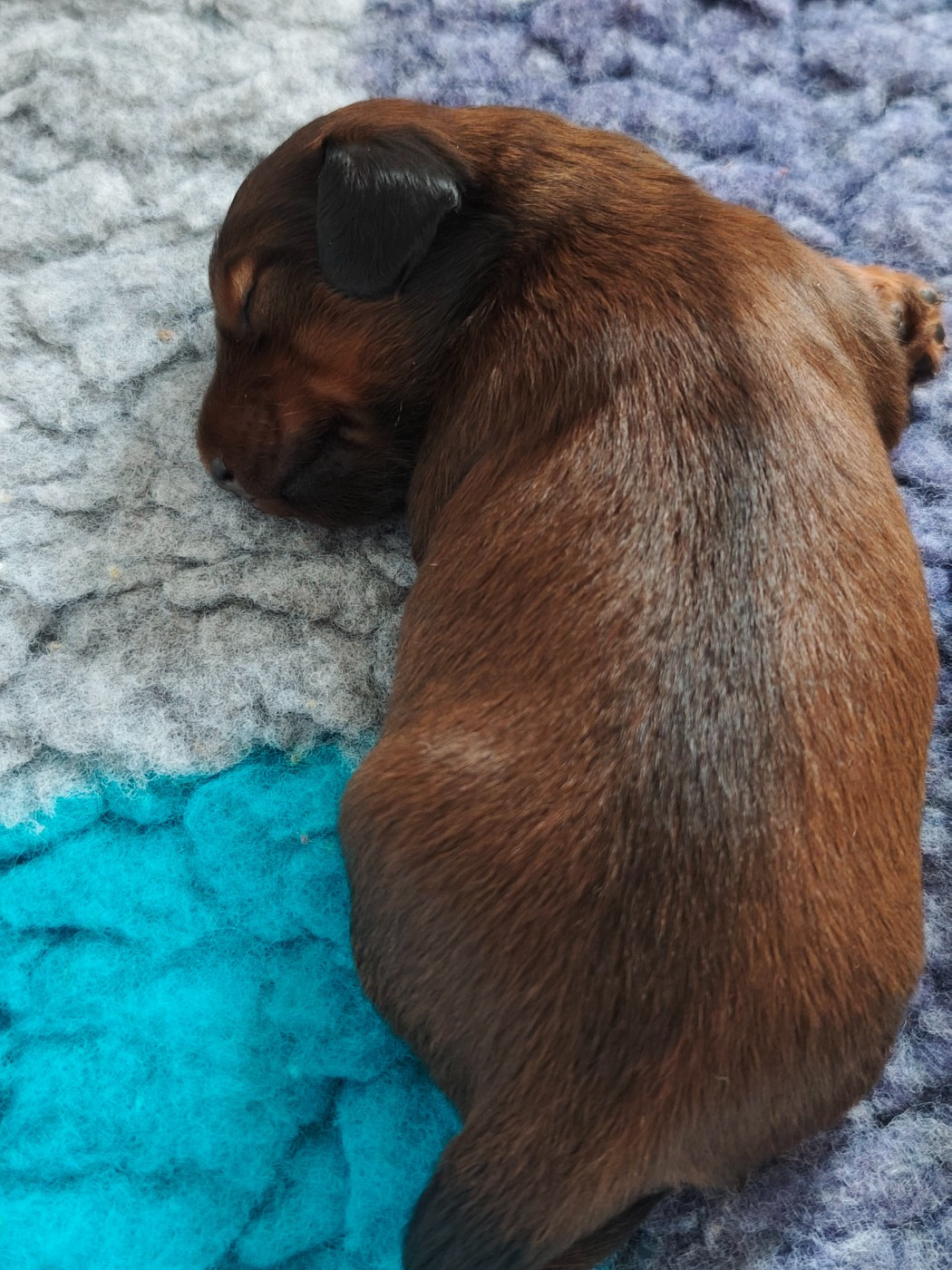 Du Palais De La Hardt - Chiots disponibles - Teckel poil long