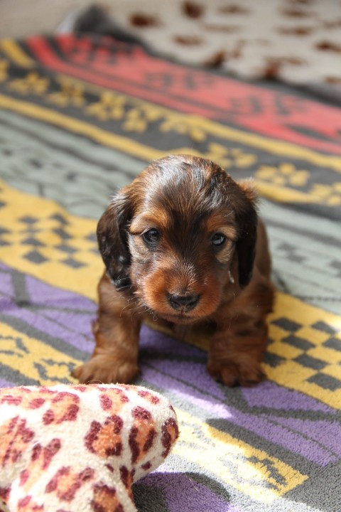 Du Palais De La Hardt - Chiots disponibles - Teckel poil long