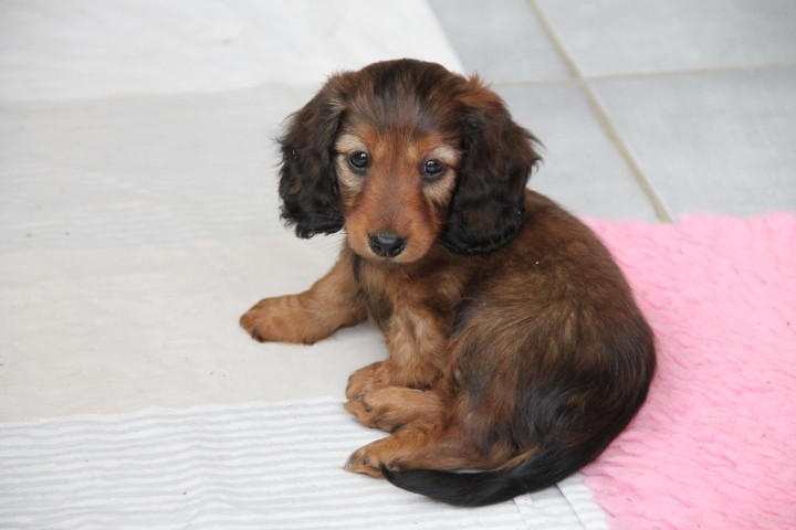 Du Palais De La Hardt - Chiots disponibles - Teckel poil long